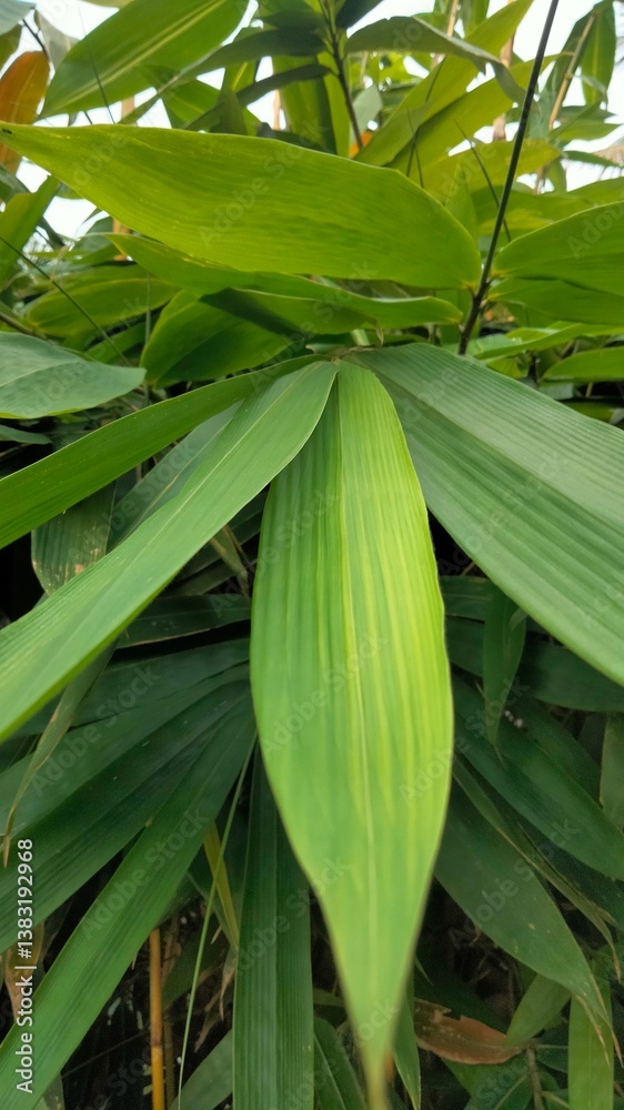 Obraz premium fresh green leaves. green leaves in the rain. rain drops on the tree