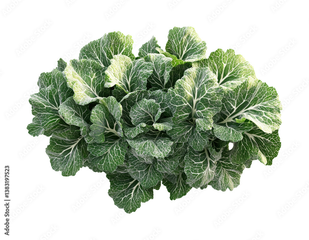 Harvesting fresh kale garden food outdoors isolated on transparent background Harvesting fresh kale garden food outdoors isolated on transparent background