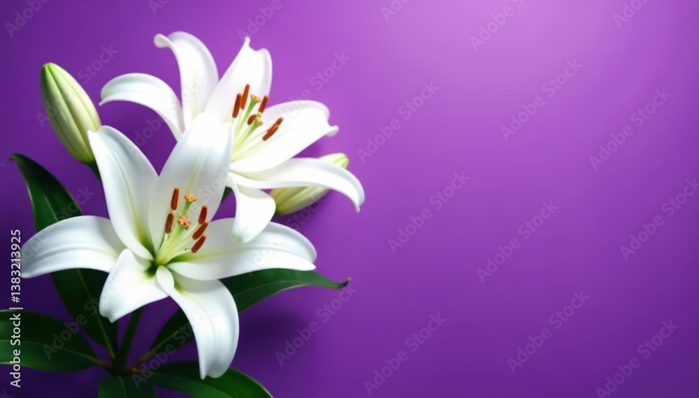 Naklejka premium Elegant white lilies overhead, vibrant purple backdrop Postcard style , texture, botanical