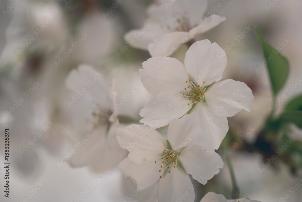 Obraz premium 2025年の有栖川宮記念公園に咲く桜の花