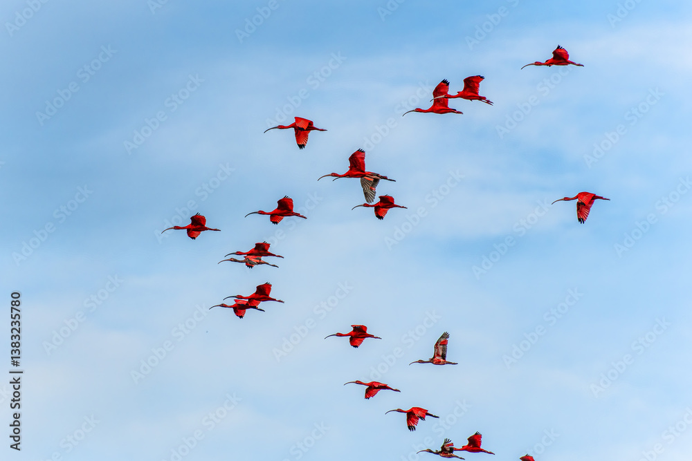 Scarlet ibis flying back home to their sleeping place, Revoada dos guaras on the Delta of the Parnaiba River in Brazil