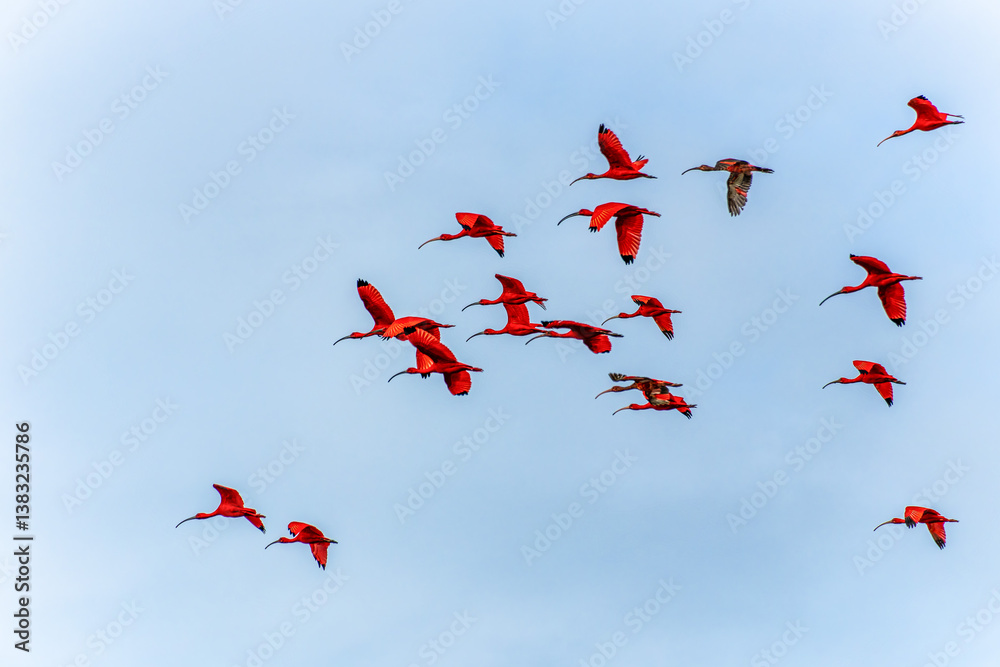 Scarlet ibis flying back home to their sleeping place, Revoada dos guaras on the Delta of the Parnaiba River in Brazil