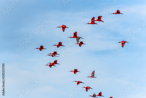 Obraz na płótnie Scarlet ibis flying back home to their sleeping place, Revoada dos guaras on the Delta of the Parnaiba River in Brazil w salonie