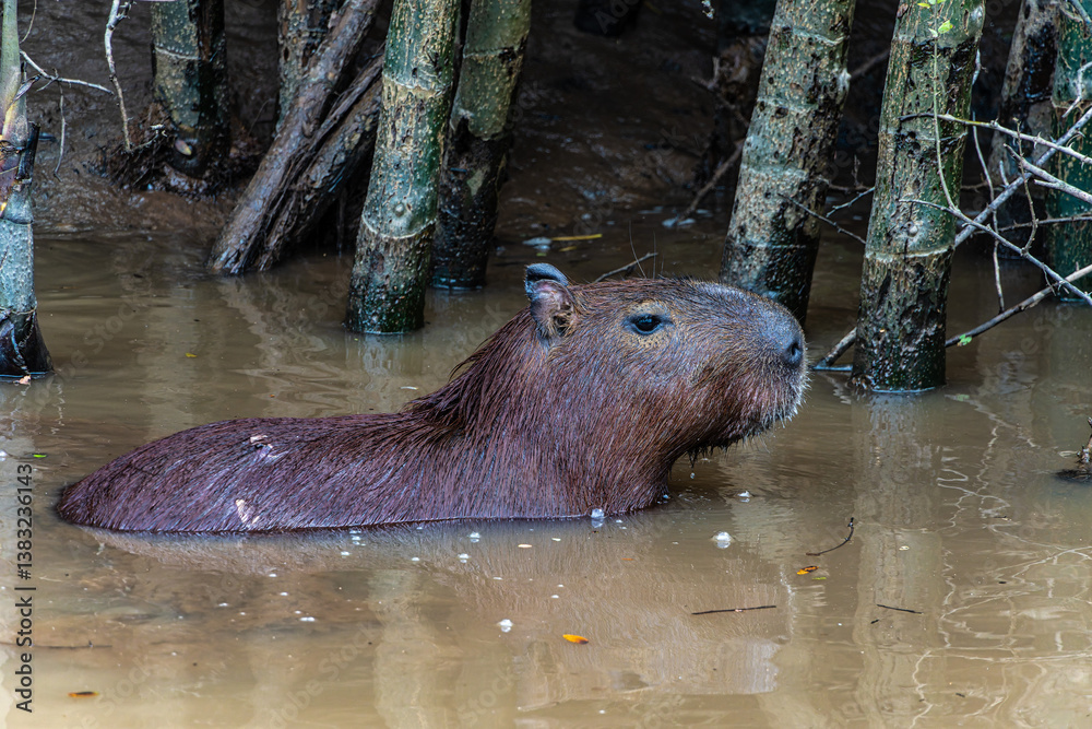 Capybara, Hydrochoerus hydrochaeris at the Igarape do Urubu River, Delta das Americas to Ilha das Canarias, Brazil. South America