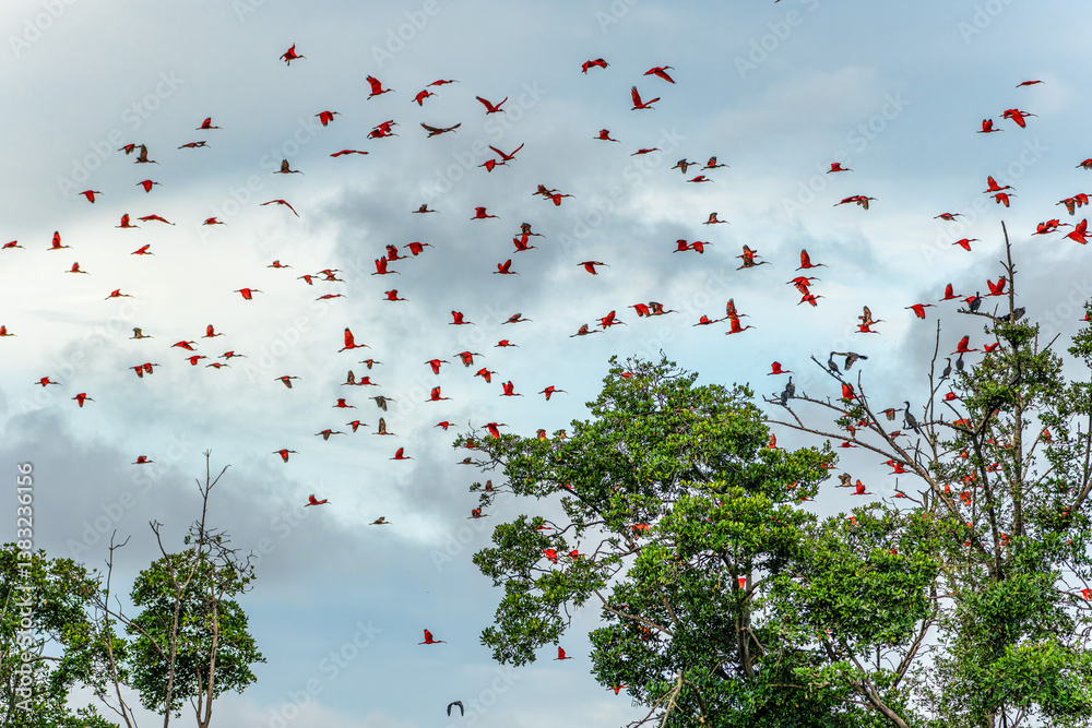 Scarlet ibis flying back home to their sleeping place, Revoada dos guaras on the Delta of the Parnaiba River in Brazil
