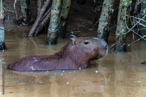 Capybara, Hydrochoerus hydrochaeris at the Igarape do Urubu River, Delta das Americas to Ilha das Canarias, Brazil. South America