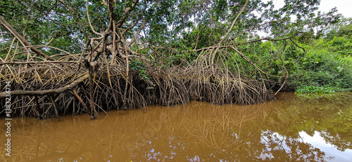 Boat trip on the Igarape do Urubu River, Delta das Americas to Ilha das Canarias, Brazil. South America