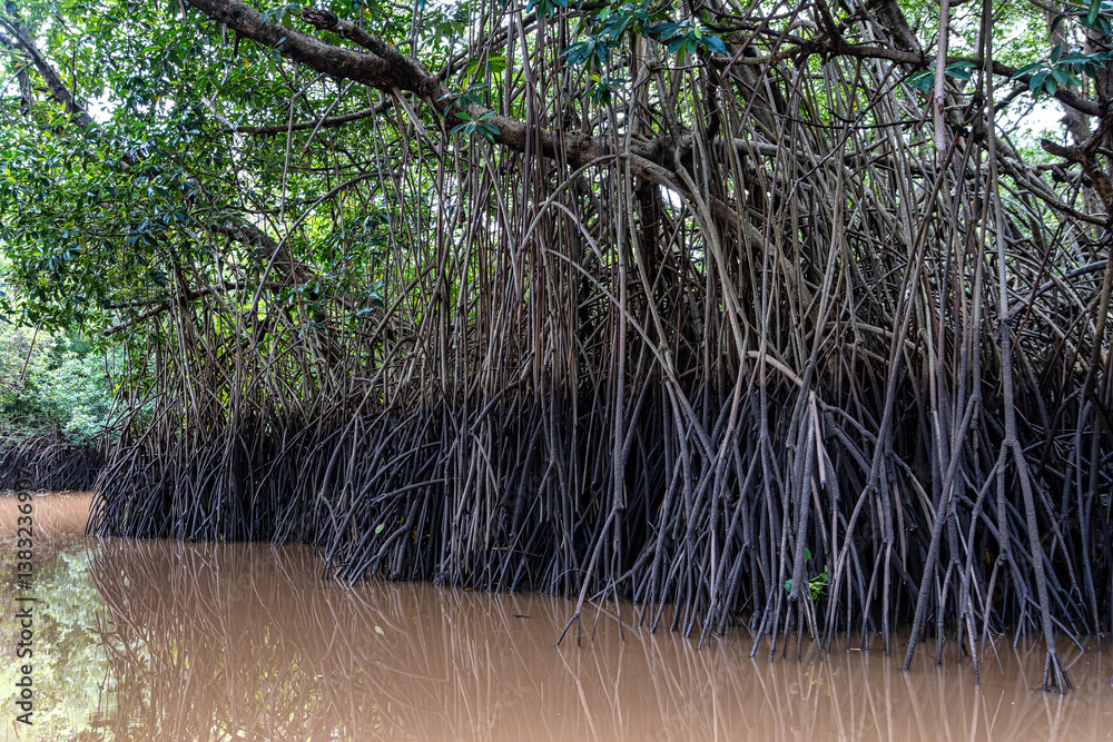 Boat trip on the Igarape do Urubu River, Delta das Americas to Ilha das Canarias, Brazil. South America
