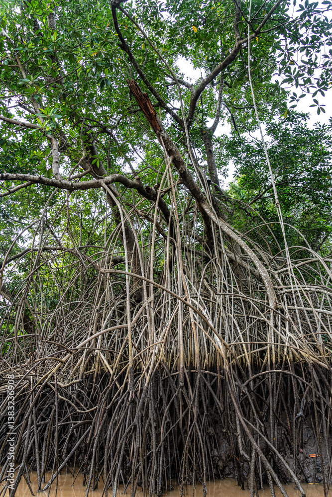 Boat trip on the Igarape do Urubu River, Delta das Americas to Ilha das Canarias, Brazil. South America