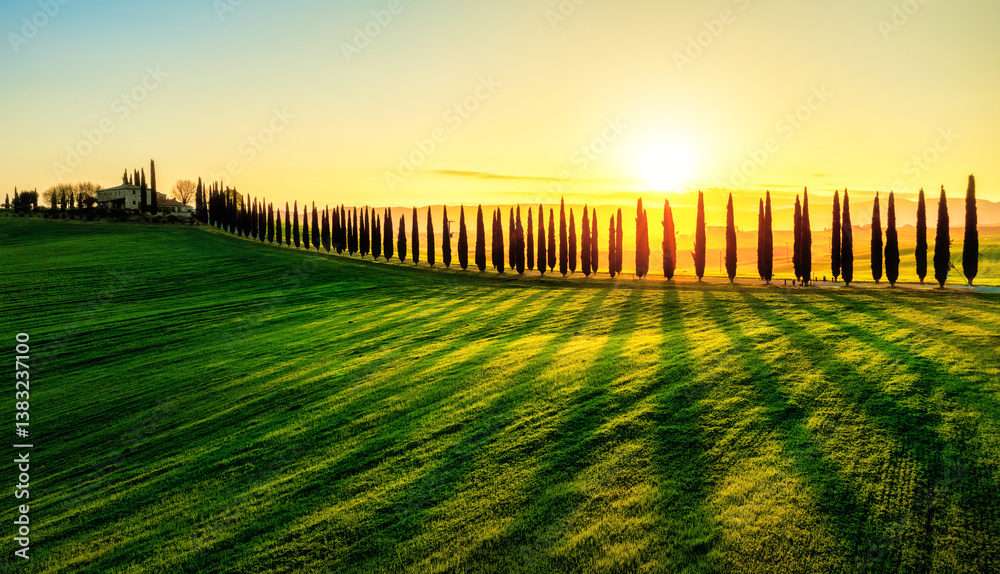A cypress tree alley in the sunrise light, Orcia valley, Tuscany, Italy