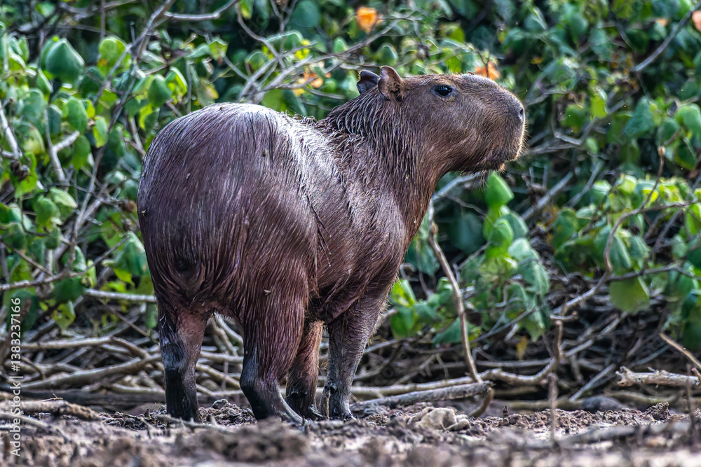Capybara, Hydrochoerus hydrochaeris at the Igarape do Urubu River, Delta das Americas to Ilha das Canarias, Brazil. South America