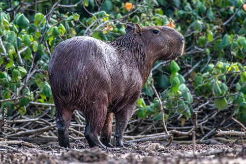 Capybara, Hydrochoerus hydrochaeris at the Igarape do Urubu River, Delta das Americas to Ilha das Canarias, Brazil. South America