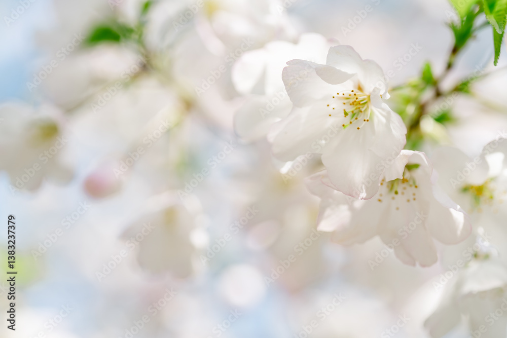 2025年の有栖川宮記念公園に咲く桜の花 2025年の有栖川宮記念公園に咲く桜の花