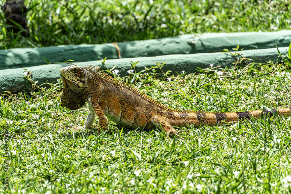 The Green Iguana, Iguana iguana, is a large species of lizard native to Central and South America.