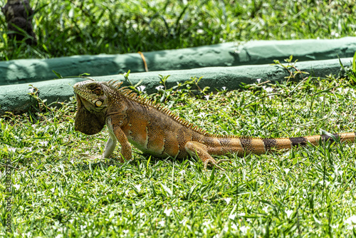 The Green Iguana, Iguana iguana, is a large species of lizard native to Central and South America.