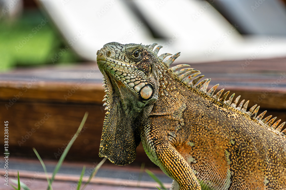 The Green Iguana, Iguana iguana, is a large species of lizard native to Central and South America.