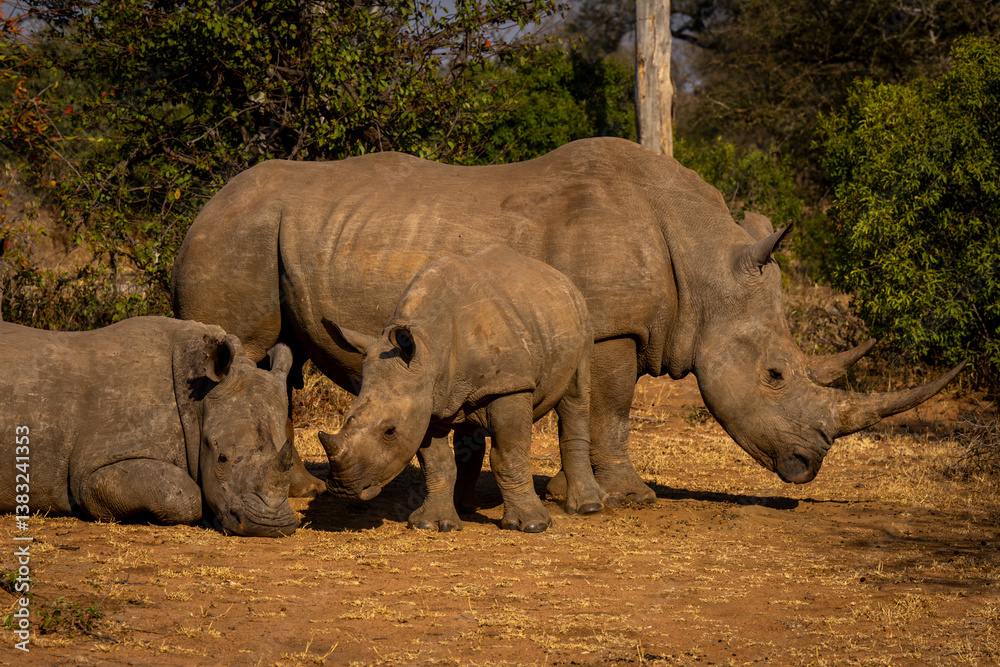 Naklejka premium Three white rhinos in sunshine in clearing