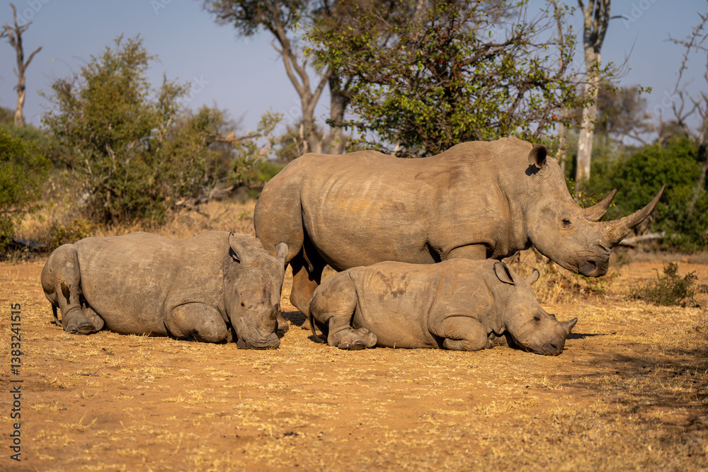 Fototapeta premium White rhino stands with others lying down