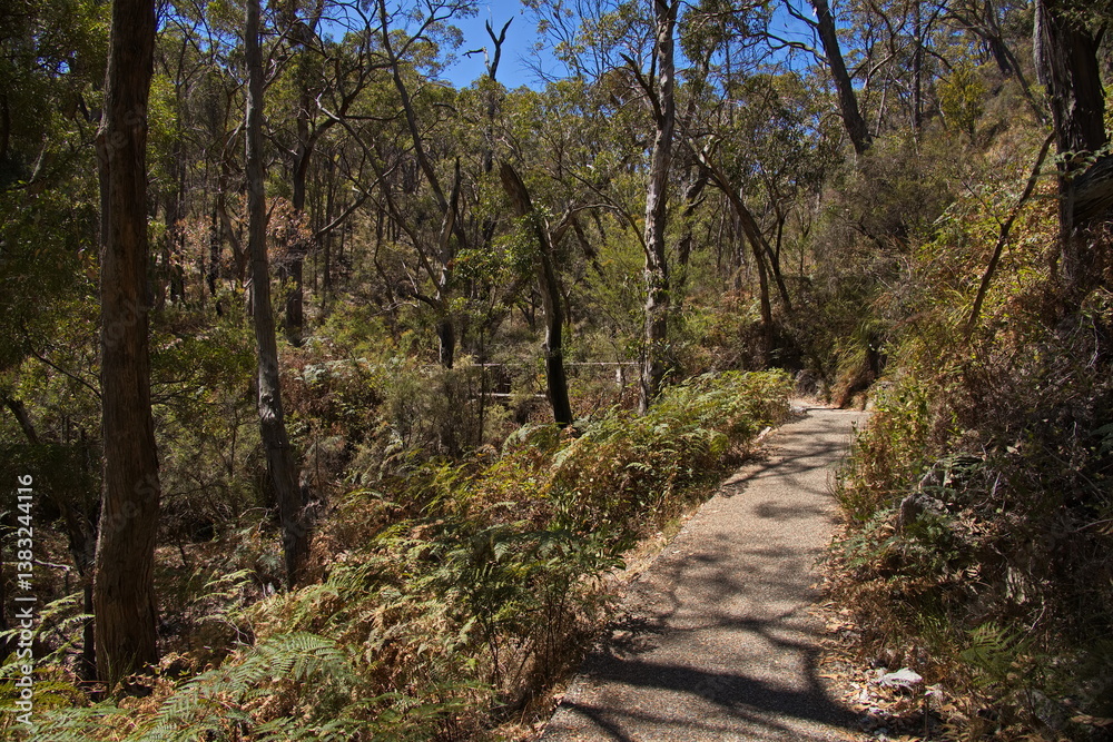 Obraz premium Hiking track in Waterfall Gully in Adelaide Hills at Adelaide, South Australia, Australia 