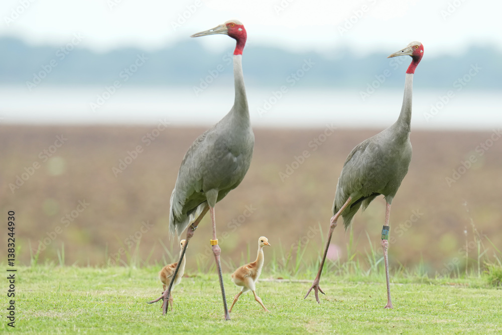Obraz premium The Eastern Sarus Crane is a free-ranging and protected species by local people.