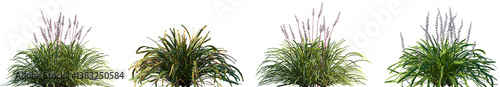 Set of Liriope muscari and Liriope muscari Variegata frontal isolated png on a transparent background perfectly cutout high resolution