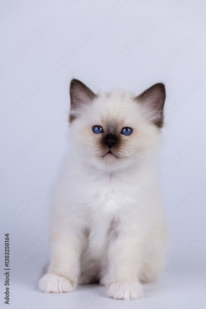 Sacred Birman Cat, birma kitten on a white background Sacred Birman Cat, birma kitten on a white background