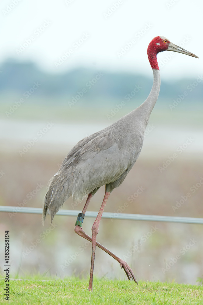 Fototapeta premium The Eastern Sarus Crane is a free-ranging and protected species by local people.