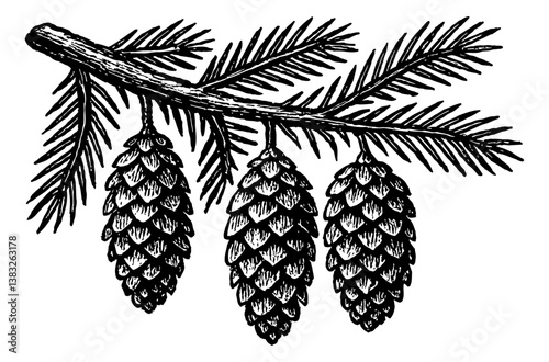 Pine Branch with Three Hanging Cones in Detailed Black and White Engraving Style Illustration