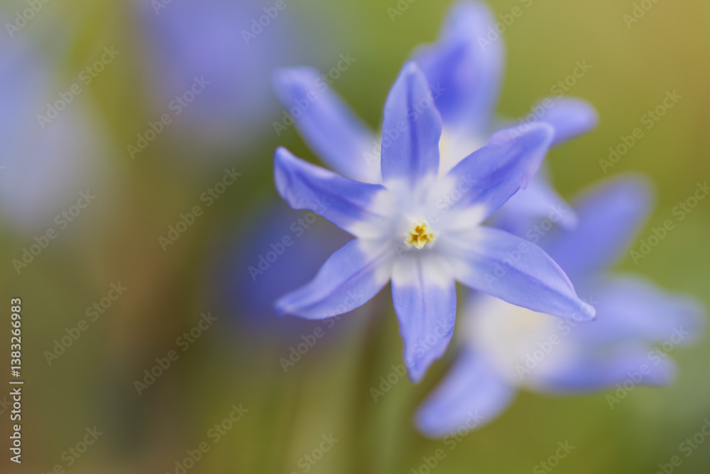 close up star hyacinth in full bloom, lonely blue hyacinth, strong wind blows star hyacinth back and forth, pretty Scilla luciliae in March, early bloomer, blue flowers close up star hyacinth in full bloom, lonely blue hyacinth, strong wind blows star hyacinth back and forth, pretty Scilla luciliae in March, early bloomer, blue flowers