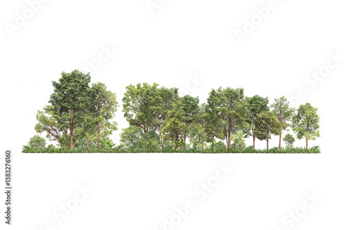 Photography Group of tree