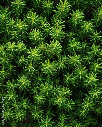 Dense evergreen shrubbery background showcasing intricate needle like foliage and vibrant green hues creating a natural texture