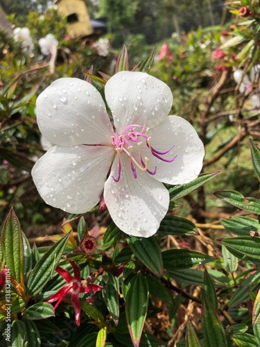 a close up Silverleafed Princess Flower photo