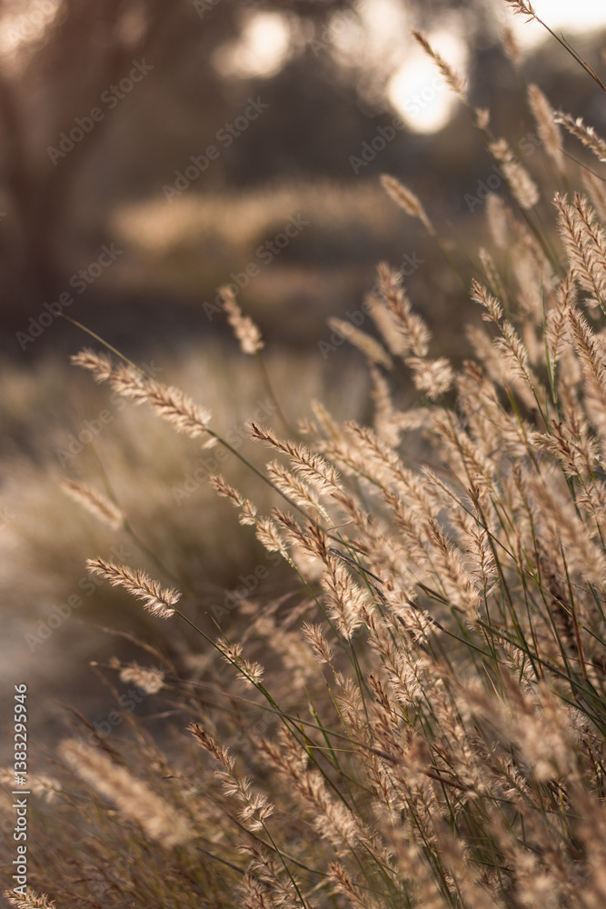 Fototapeta premium Sunset, reed tassel, pampas grass shine on a sunset or sunrise, closeup, copyspace