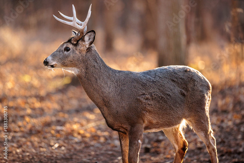 Eight-point buck very alert to the sounds in the woodlot in the later afternoon sunshine near Hartford, Wisconsin in early March photo