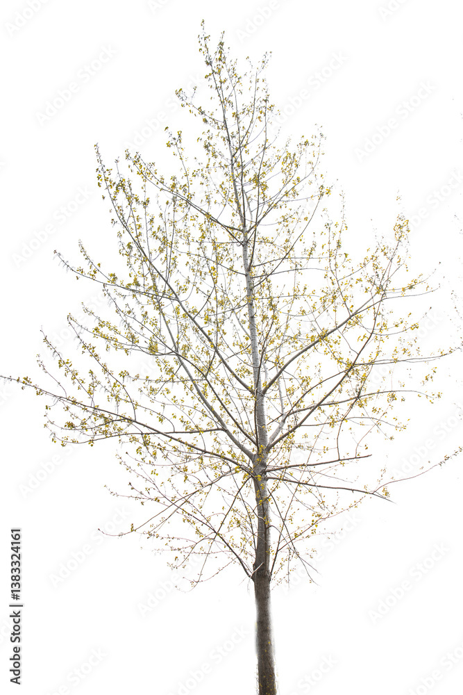 Obraz premium tree isolated on white background