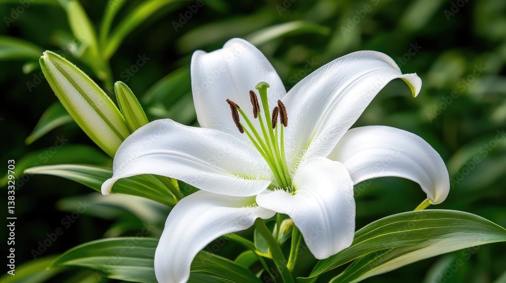 Elegant White Lily Flower Blooming Amidst Vibrant Green Leaves Elegant White Lily Flower Blooming Amidst Vibrant Green Leaves