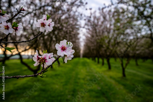 Obraz na płótnie Close up of a blooming white and pink almond flower in rows of trees in a field w salonie