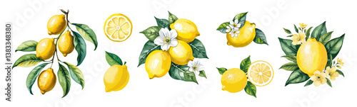 Watercolor lemons set. Collection of whole and cut lemons, branches, flowers and leaves vector illustrations isolated on white background. Fresh juicy citrus fruit