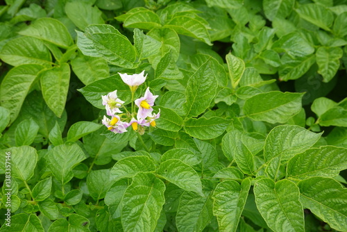 Obraz na płótnie potato cultivation, potato leaves in cultivation field