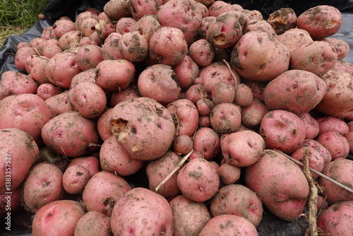 Fotografie pile of freshly harvested red potato