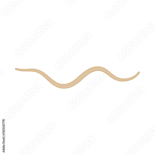Ascaris Lumbricoides Human Worm Parasite
