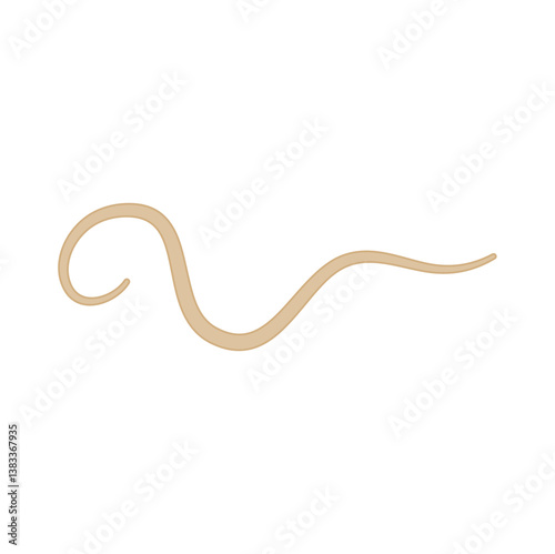 Ascaris Lumbricoides Human Worm Parasite