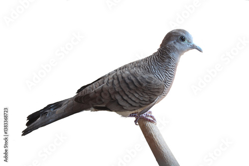 zebra dove bird photo transparent background
