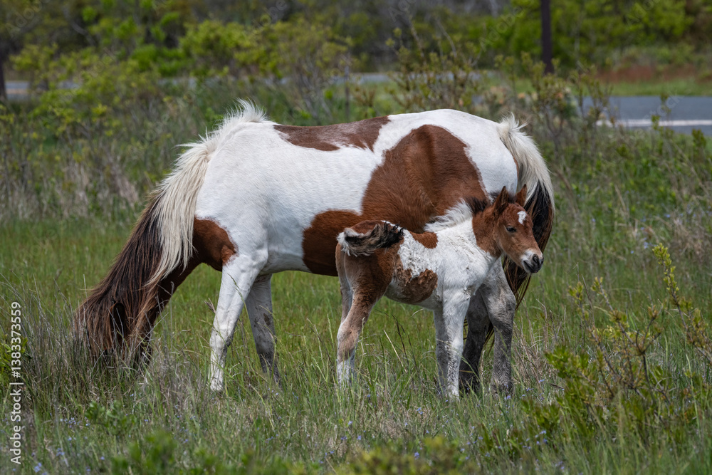 Assateague Foal with Mare 2024 Assateague Foal with Mare 2024