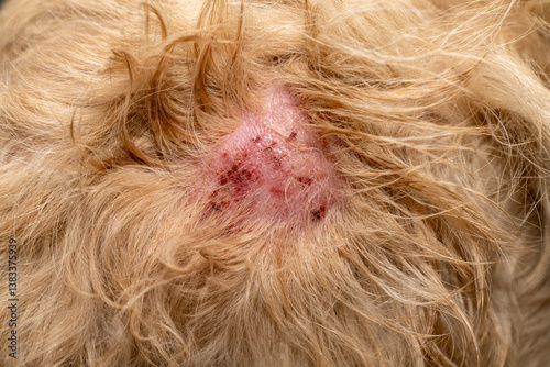 Dog skin infection, canine hot spot, dermatitis, eczema, allergy, or wound healing issue on golden retriever fur. Veterinary care, pet health problem, itchy skin, redness or hair loss. Vet examining 