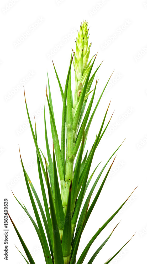Close-up of a plant with long, thin, green leaves - Transparent background Close-up of a plant with long, thin, green leaves - Transparent background