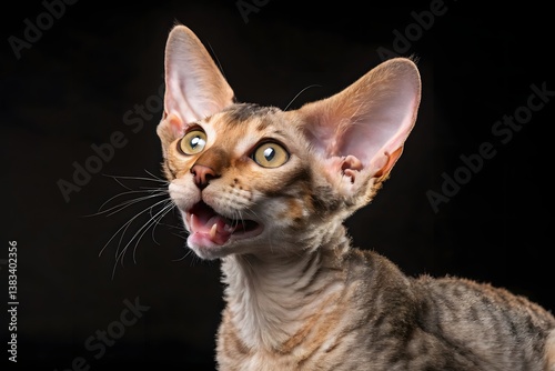 Cute white feline portrait of a British Shorthair cat