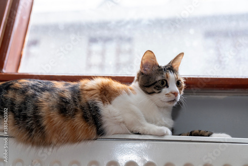 Cozy Calico Cat Relaxing on a Warm Radiator by the Window on a Cold Winter Day. Cute Pet, Indoor Comfort, Home Heating, Furry Friend, Adorable Kitten, Warmth, Relaxation, Domestic Life, Snuggly Cat photo