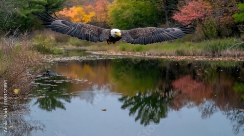 Majestic bald eagle flying over a serene autumn pond
