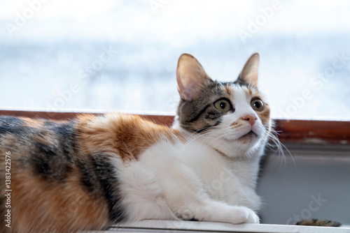 Cozy Calico Cat Relaxing on a Warm Radiator by the Window on a Cold Winter Day. Cute Pet, Indoor Comfort, Home Heating, Furry Friend, Adorable Kitten, Warmth, Relaxation, Domestic Life, Snuggly Cat photo